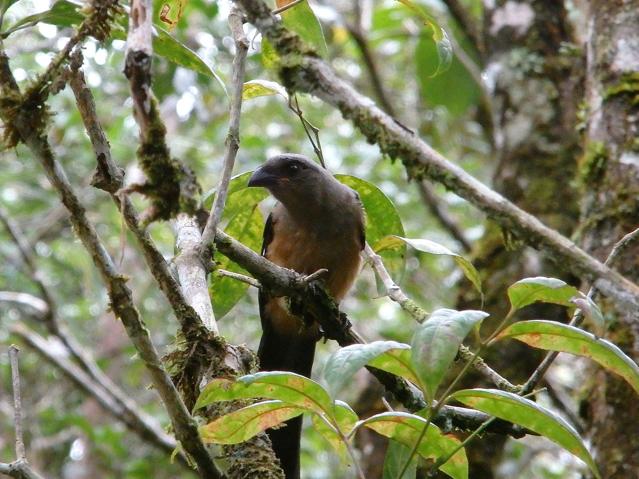 Kinabalu Park